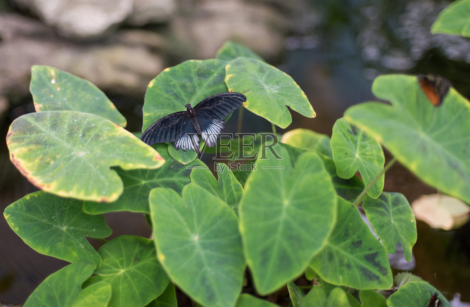 蝴蝶照片摄影图片