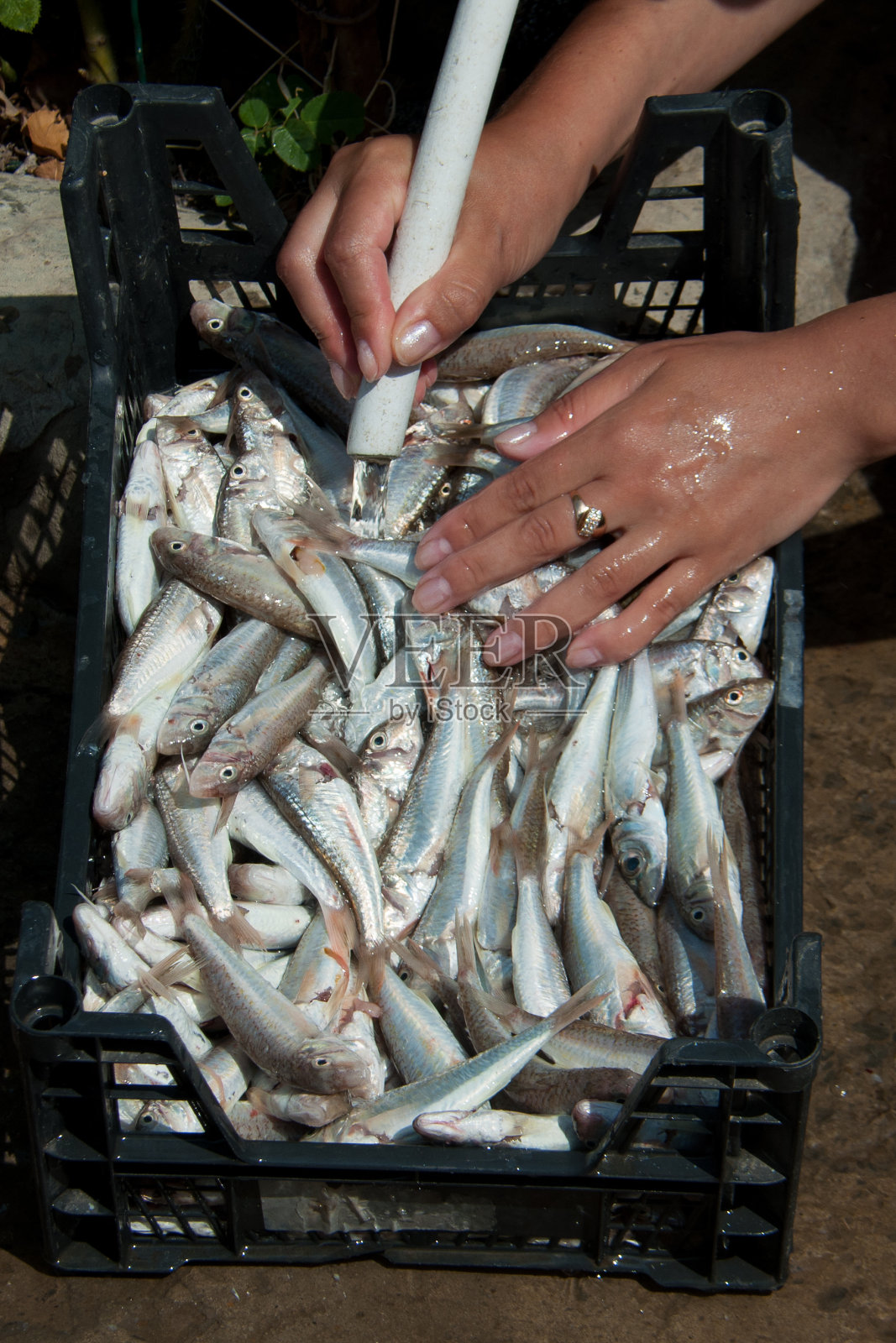 女人们把她们的手洗成山羊鱼照片摄影图片