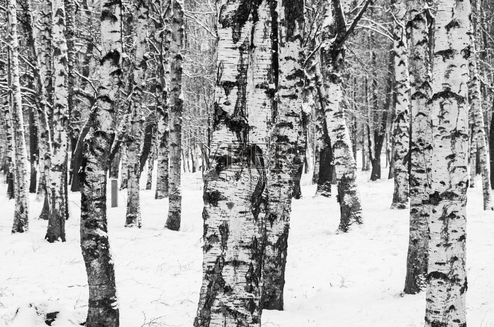 爱沙尼亚塔林的冬天照片摄影图片