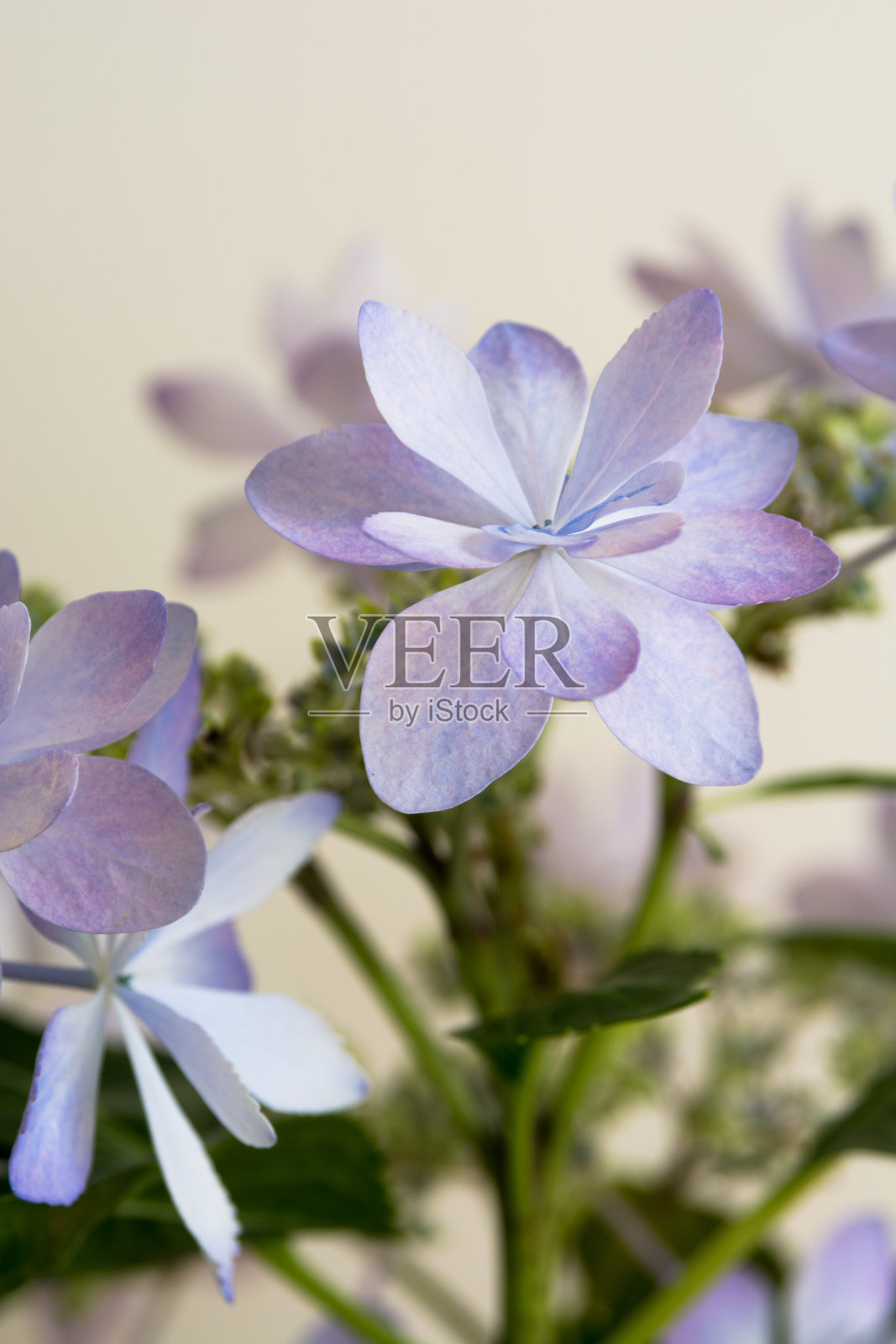 绣球花照片摄影图片