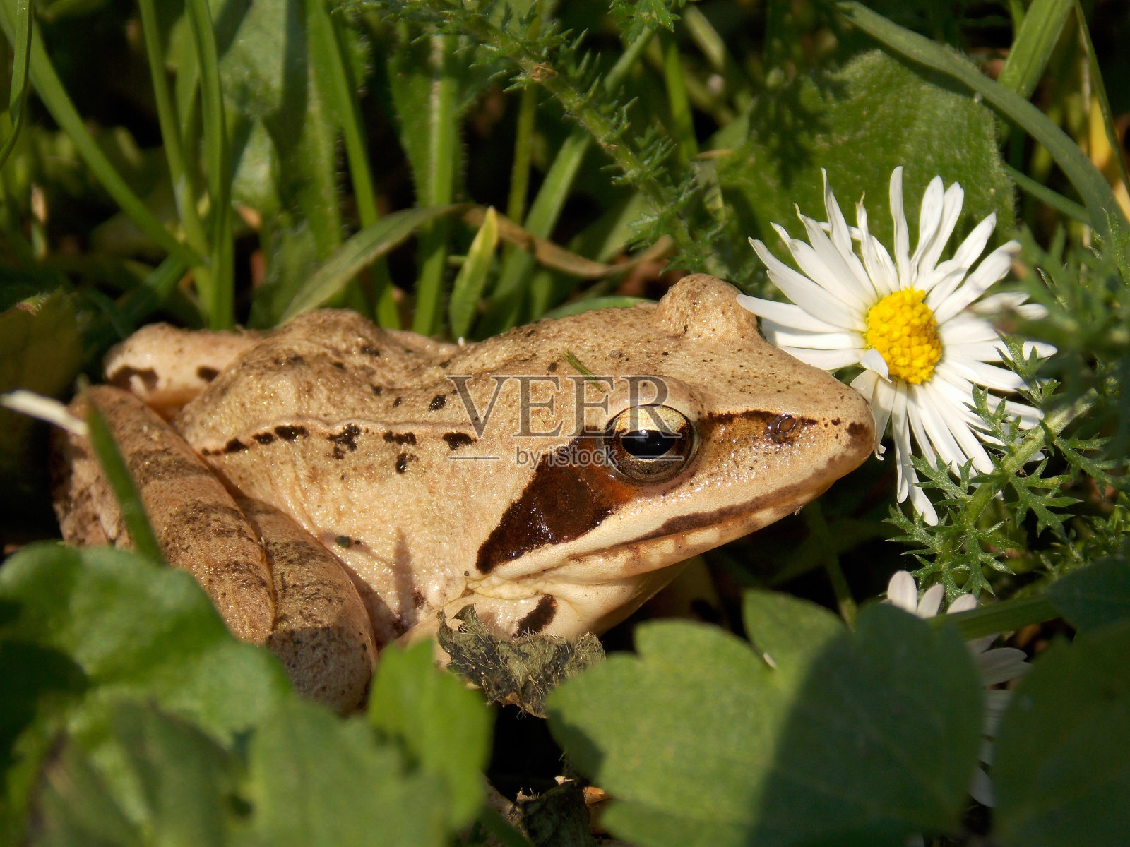 草丛中的青蛙照片摄影图片