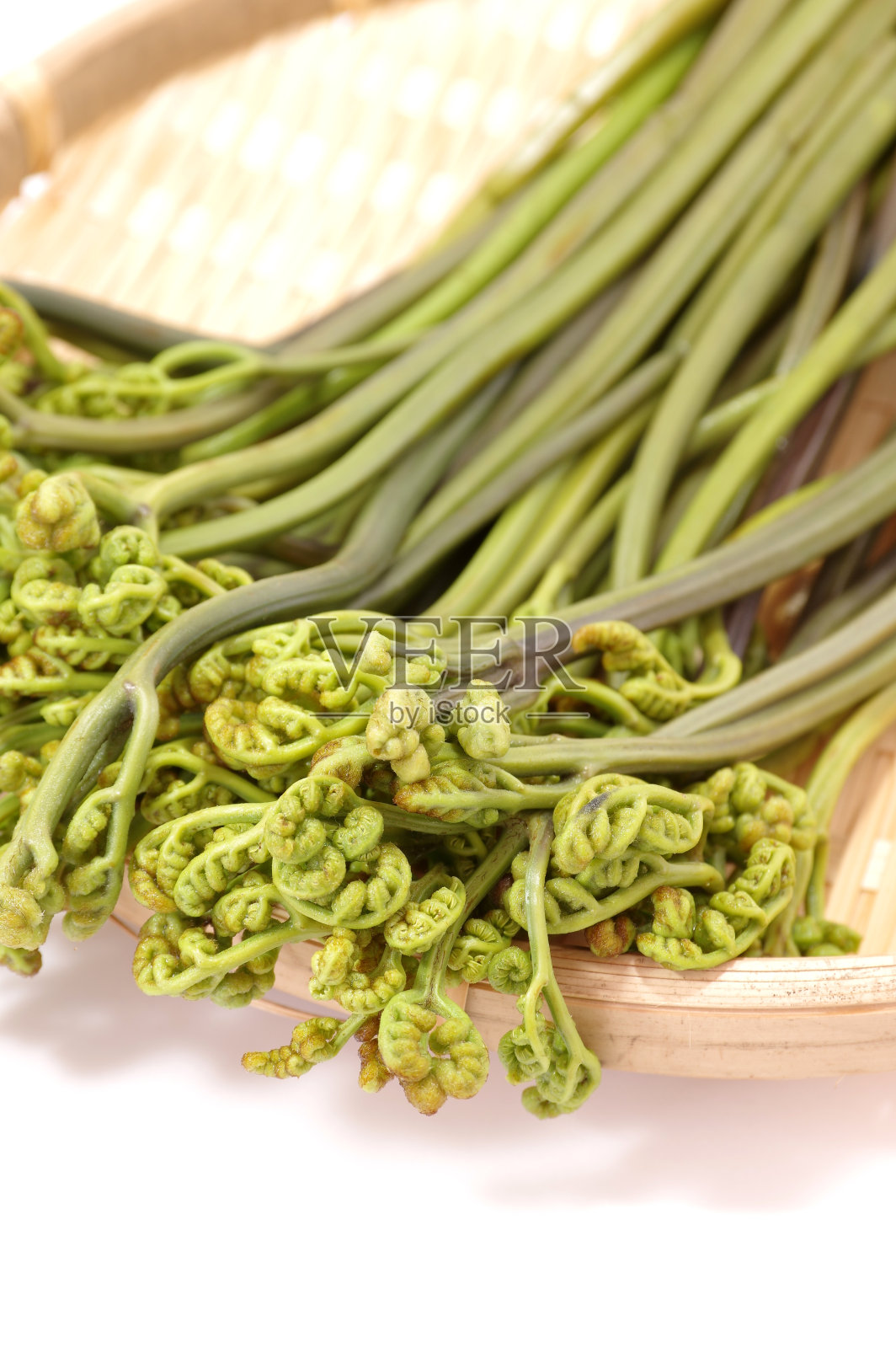 欧洲蕨照片摄影图片