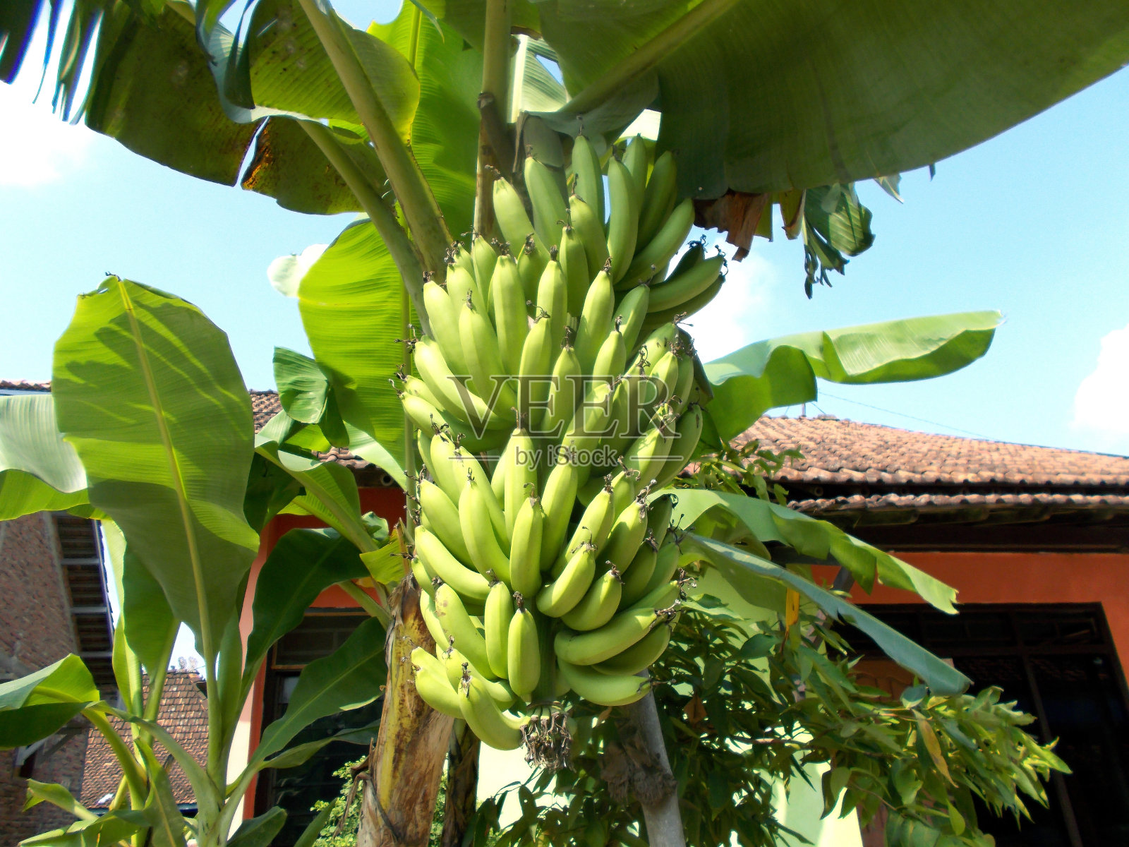 香蕉树照片摄影图片