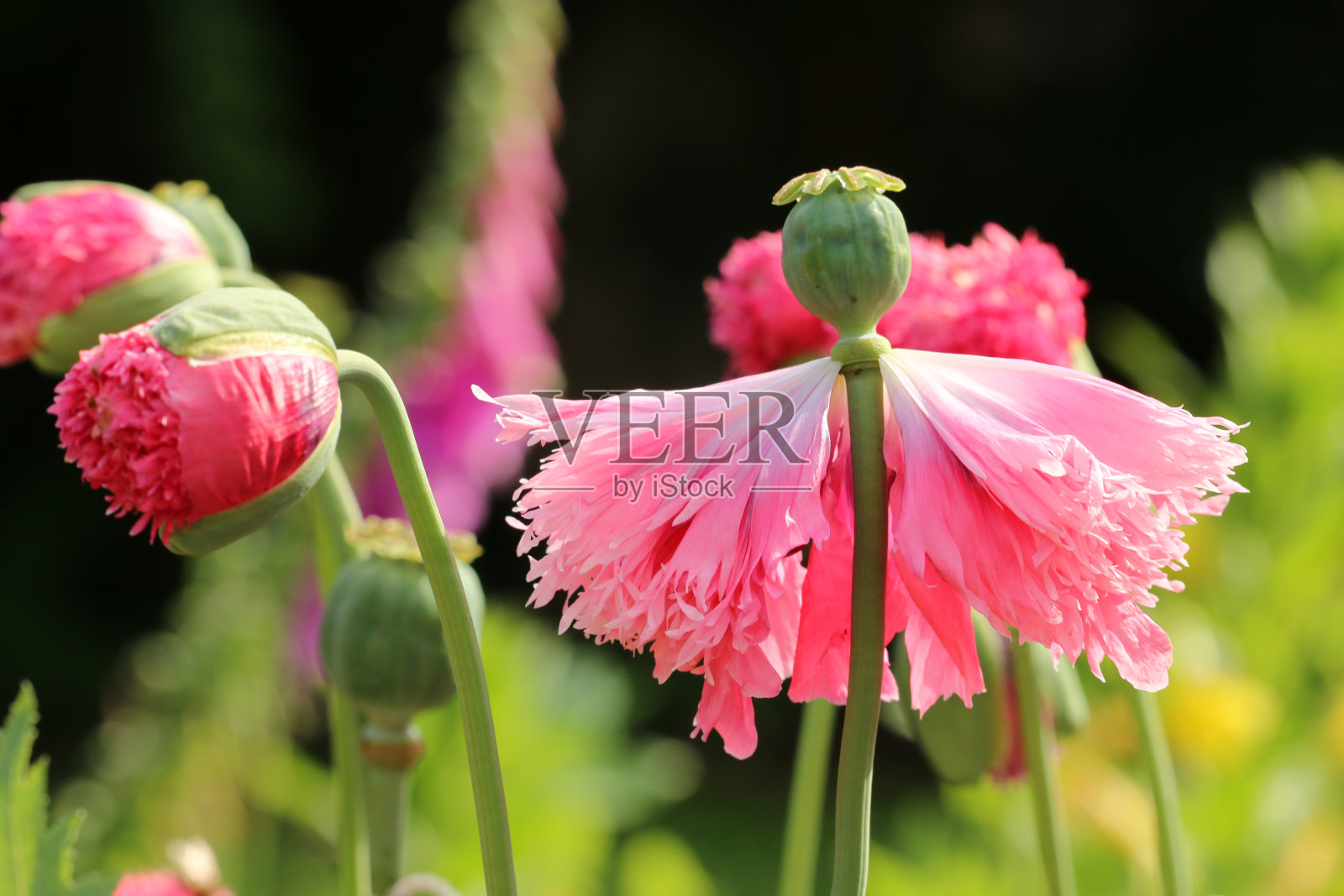 馅料罂粟照片摄影图片