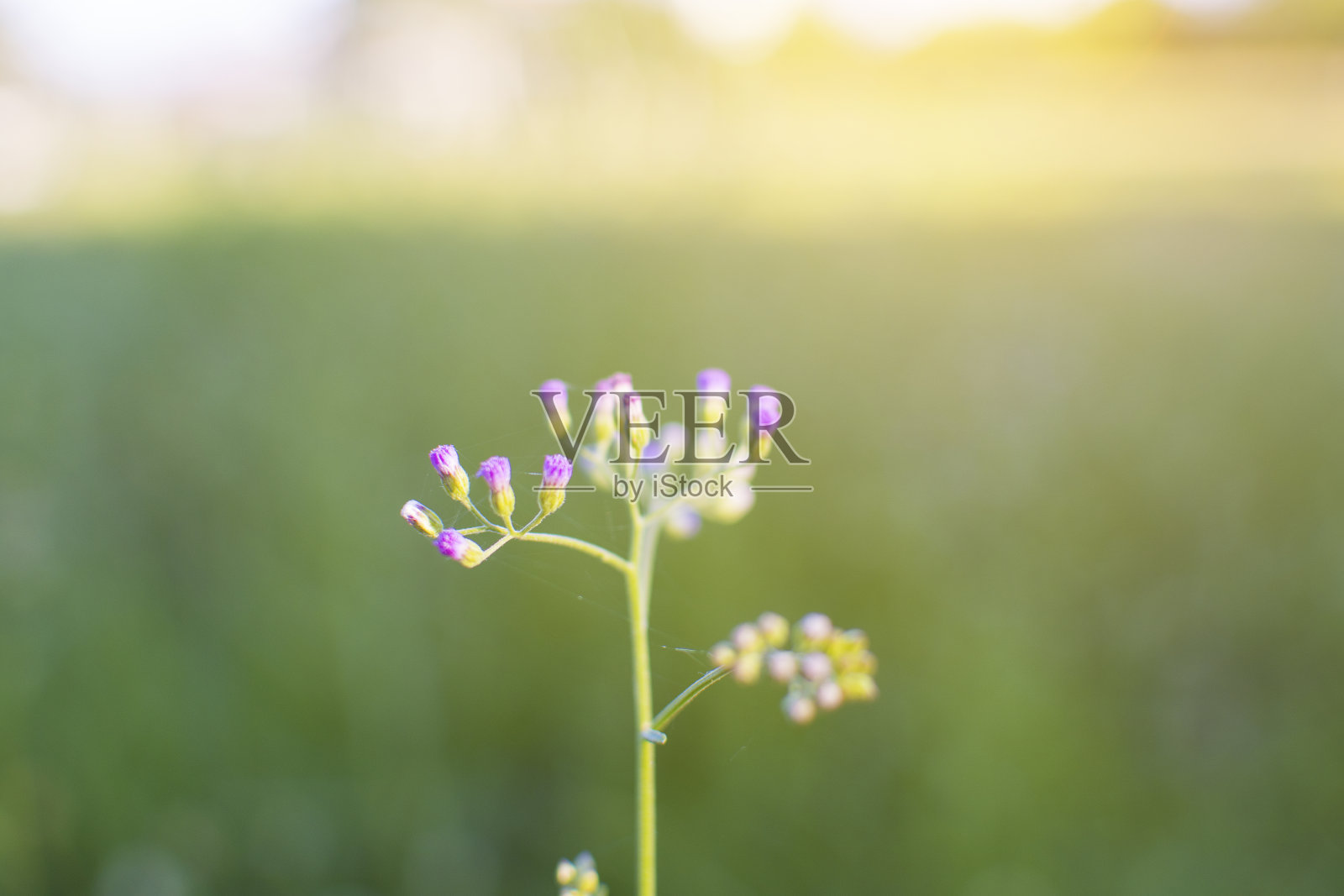 春天的阳光背景下，草地上的草花照片摄影图片