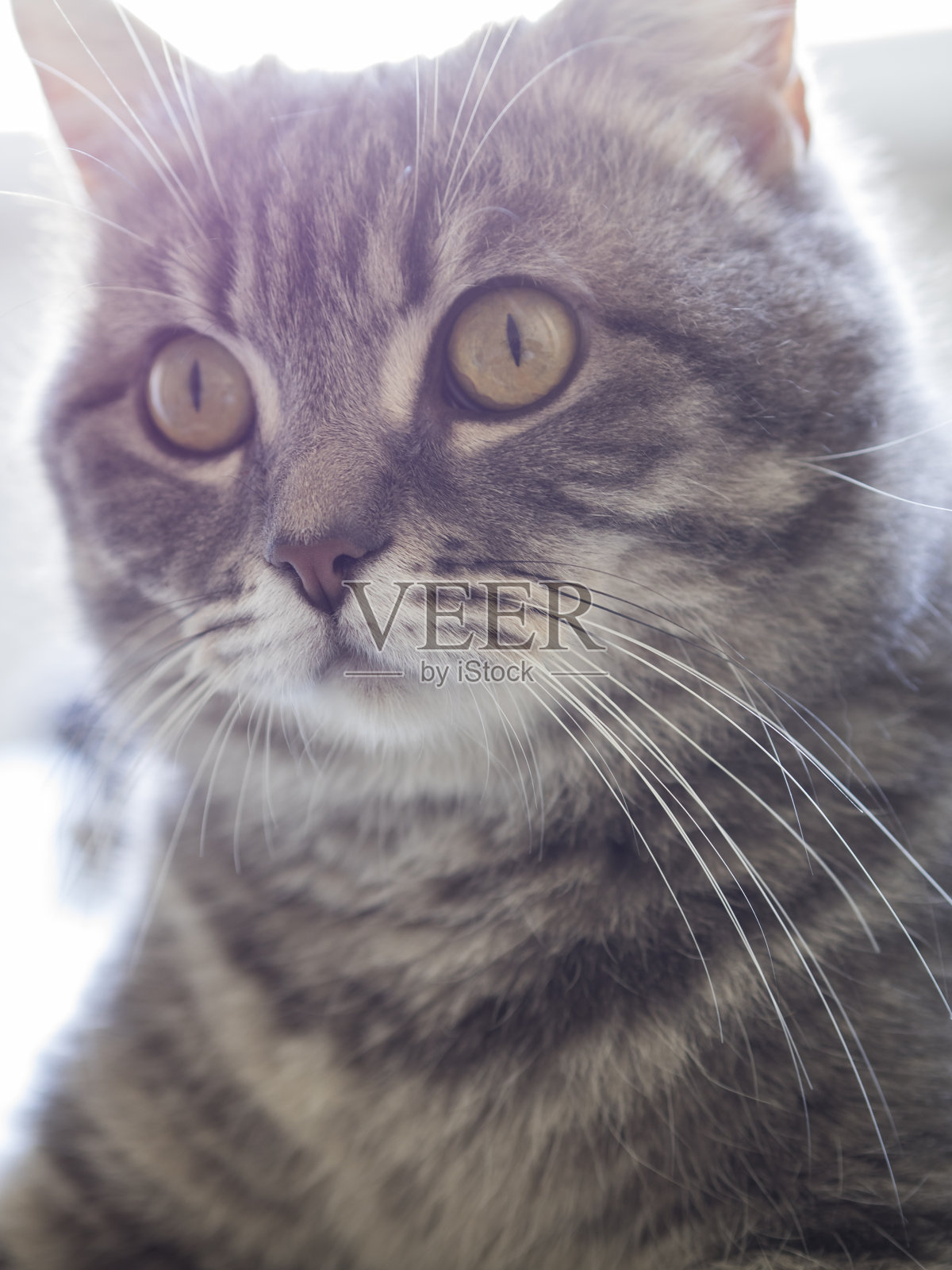 猫看照片摄影图片