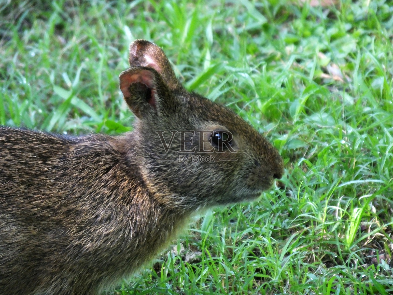 沼泽兔照片摄影图片