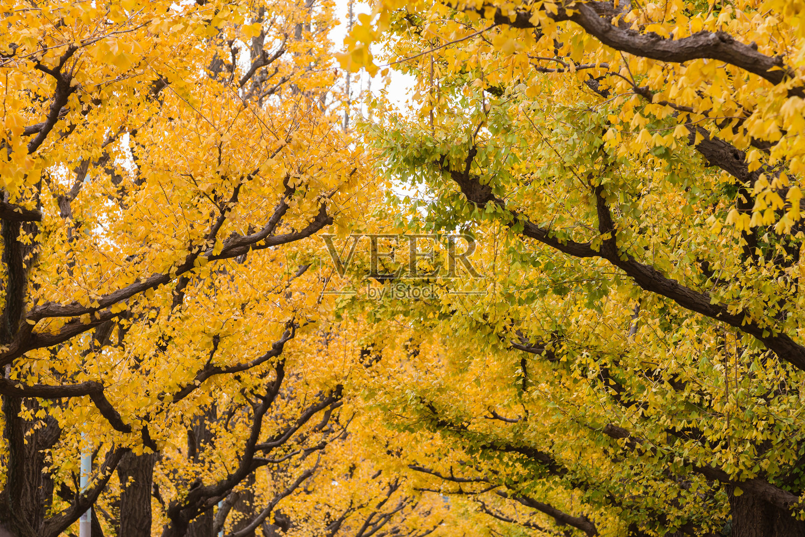 金灿灿的银杏树顶在深秋季节照片摄影图片