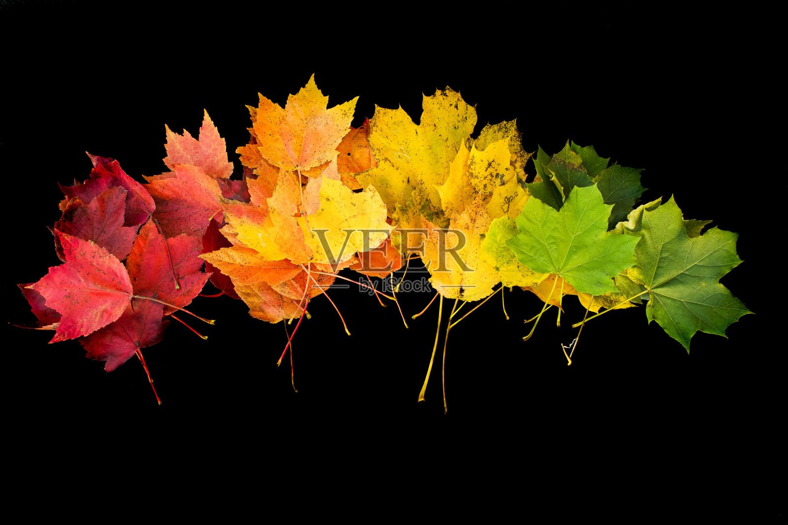 彩虹叶子在黑色的背景上照片摄影图片