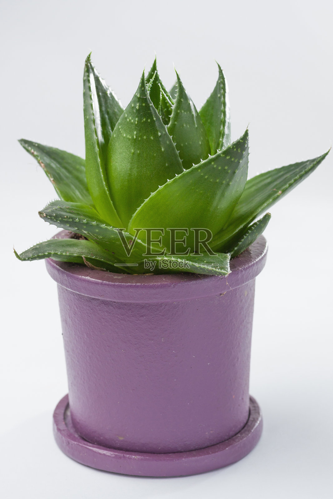 芦荟植物照片摄影图片