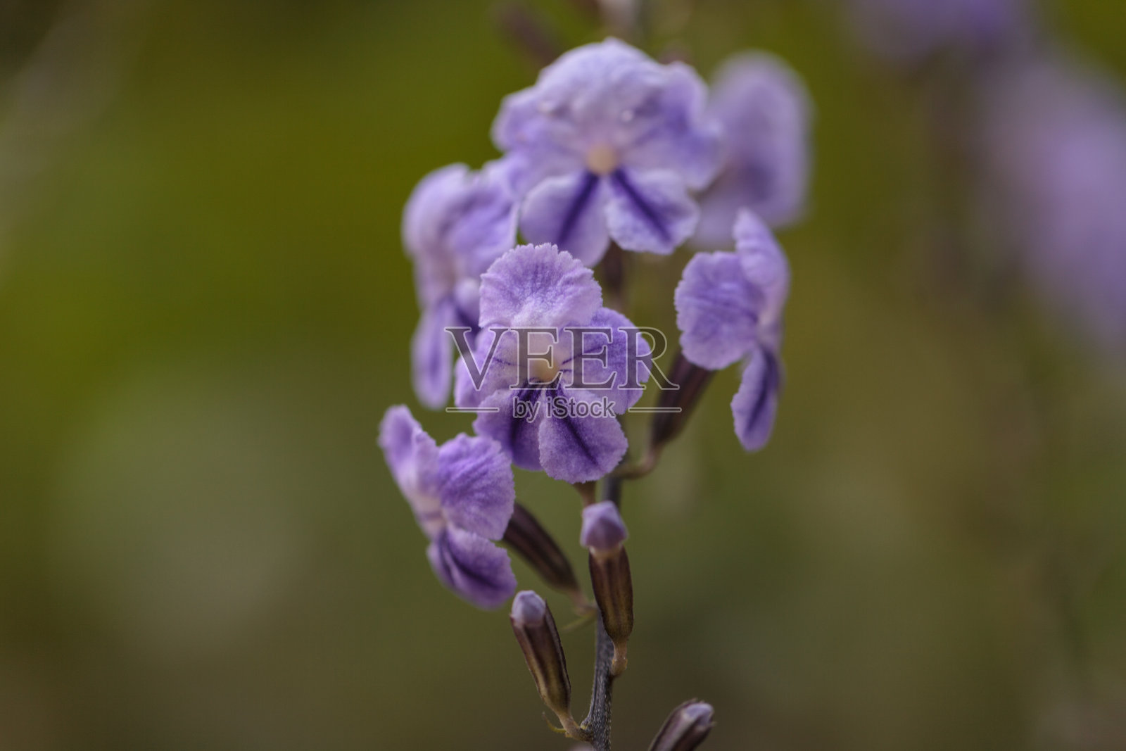 艺妓，杜兰塔，紫花照片摄影图片