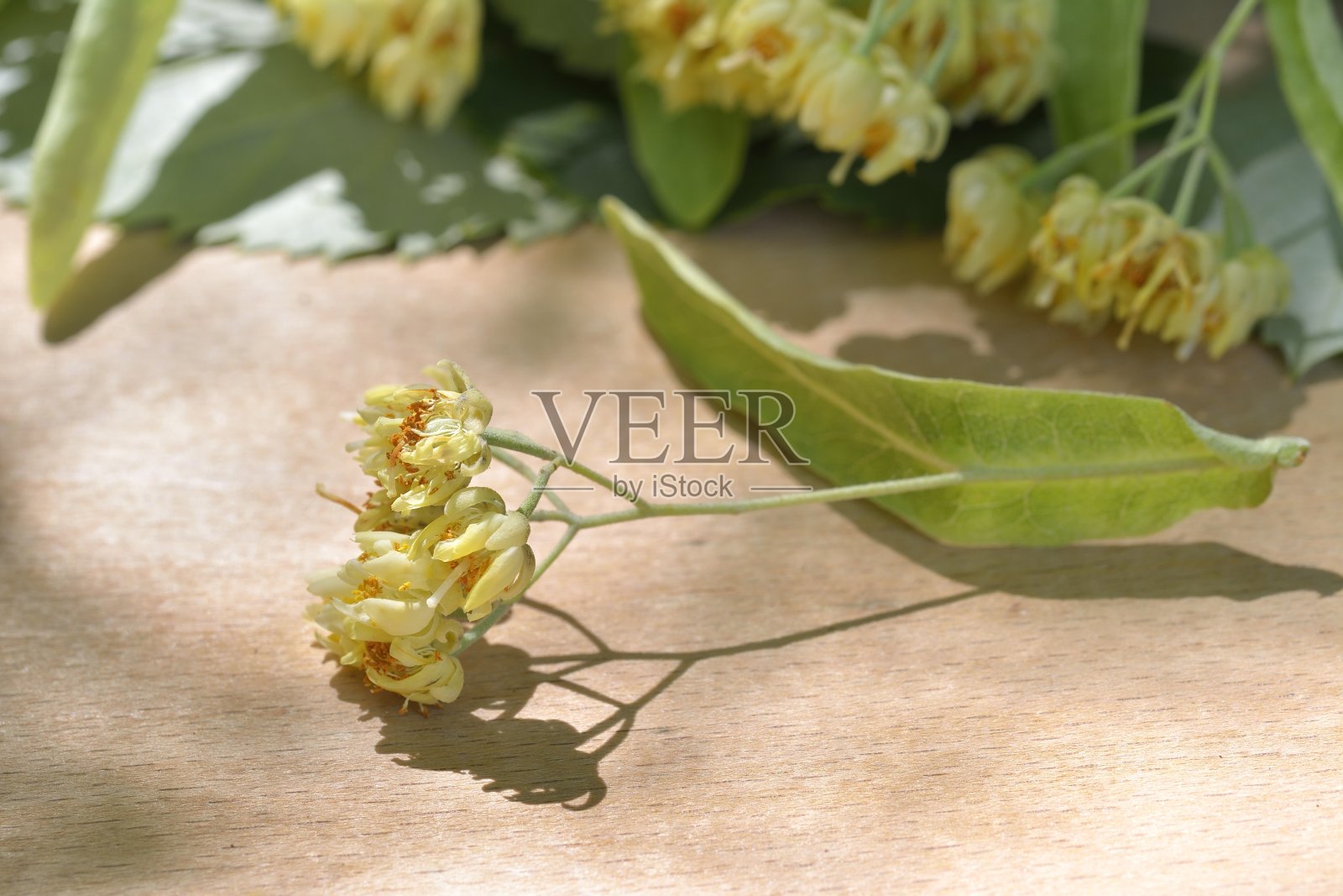 老木头背景上的椴树花照片摄影图片