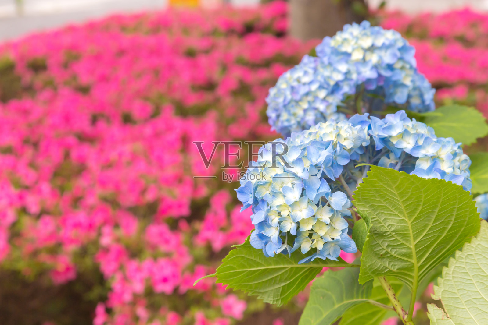 绣球花照片摄影图片