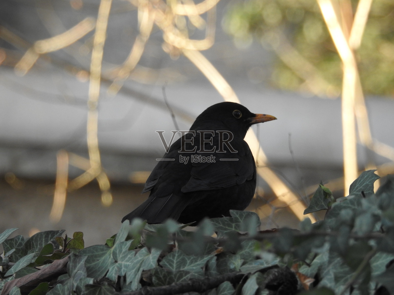 鸟照片摄影图片