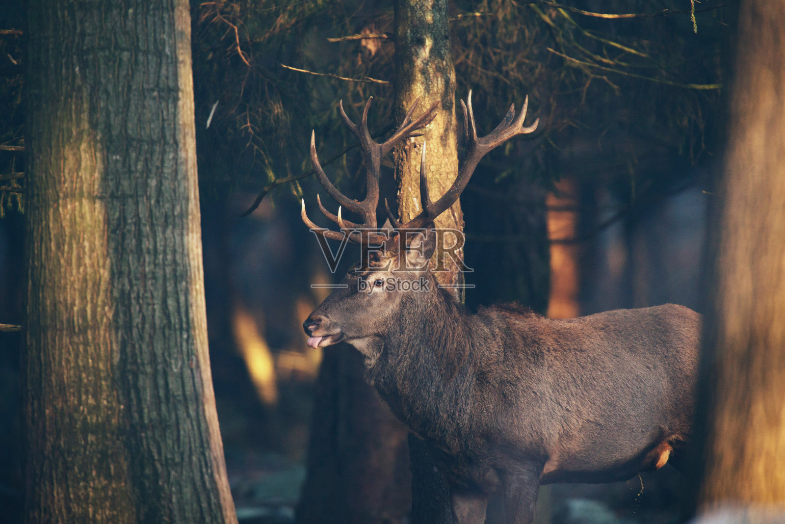 在阳光下的马鹿鹿在森林的侧面视图。照片摄影图片