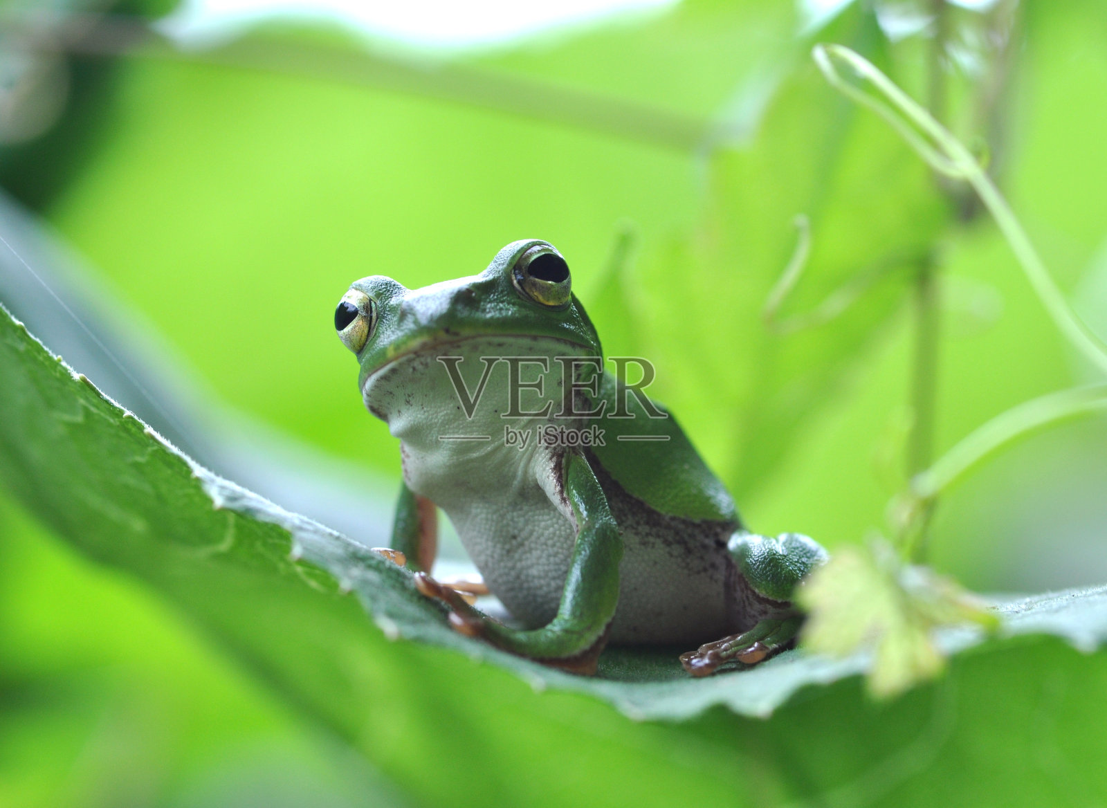 黑schlegelii照片摄影图片