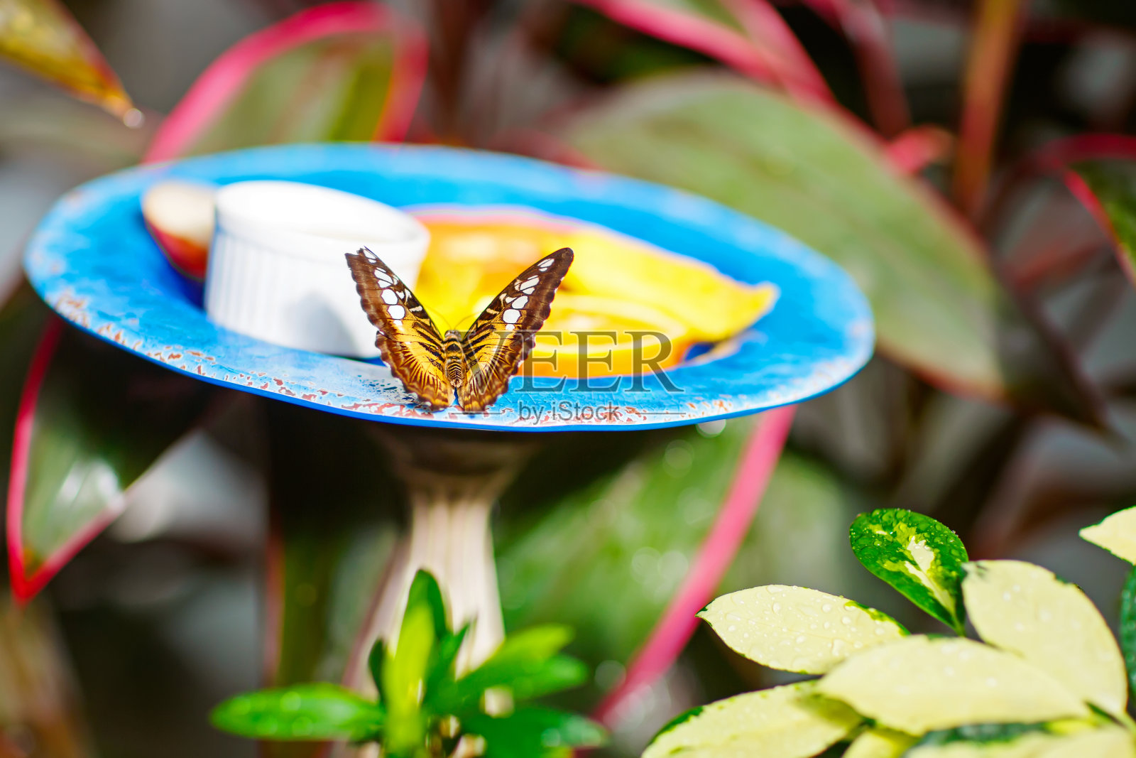 这是一只美丽蝴蝶的特写照片摄影图片