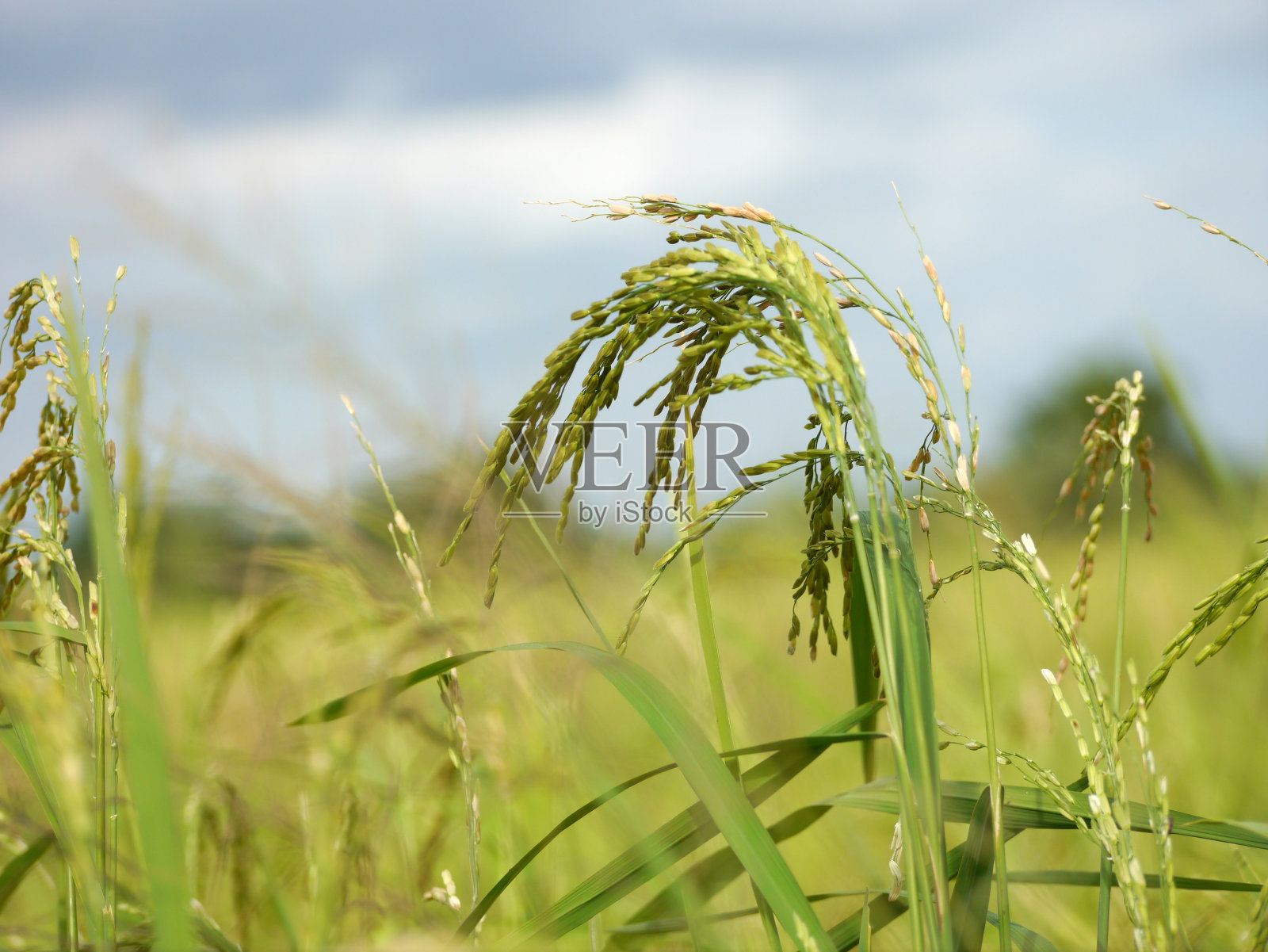 大米照片摄影图片