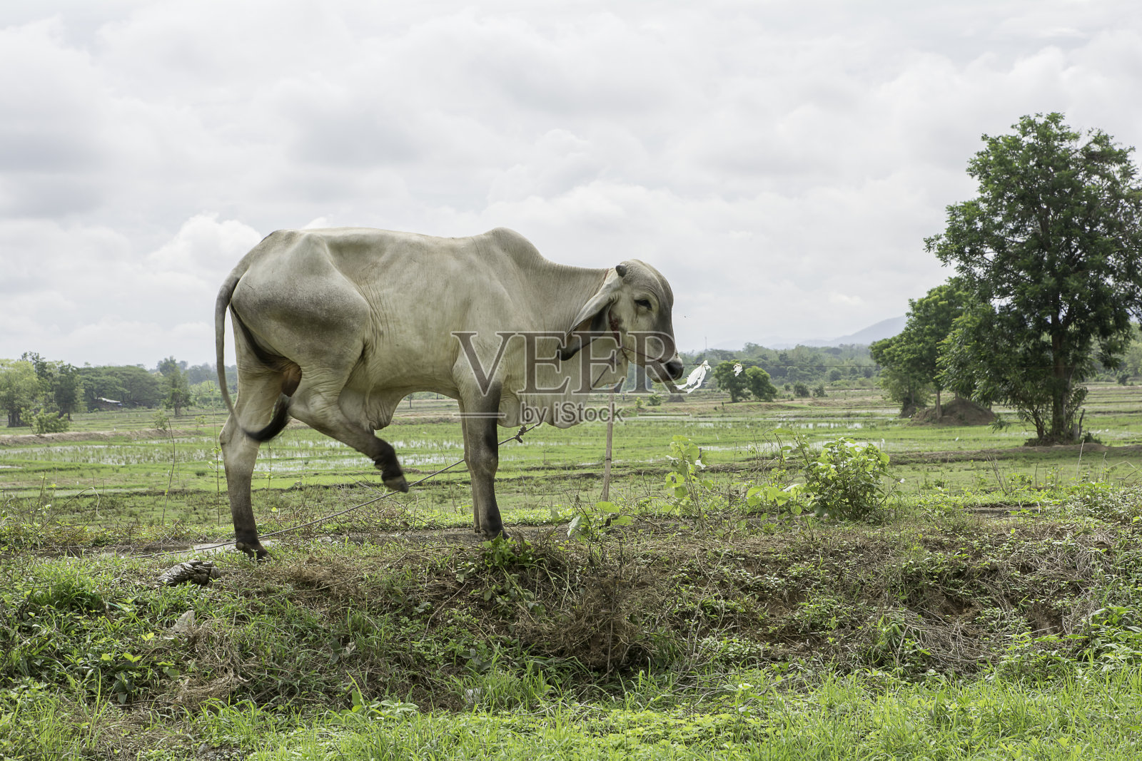 奶牛站在田野里照片摄影图片