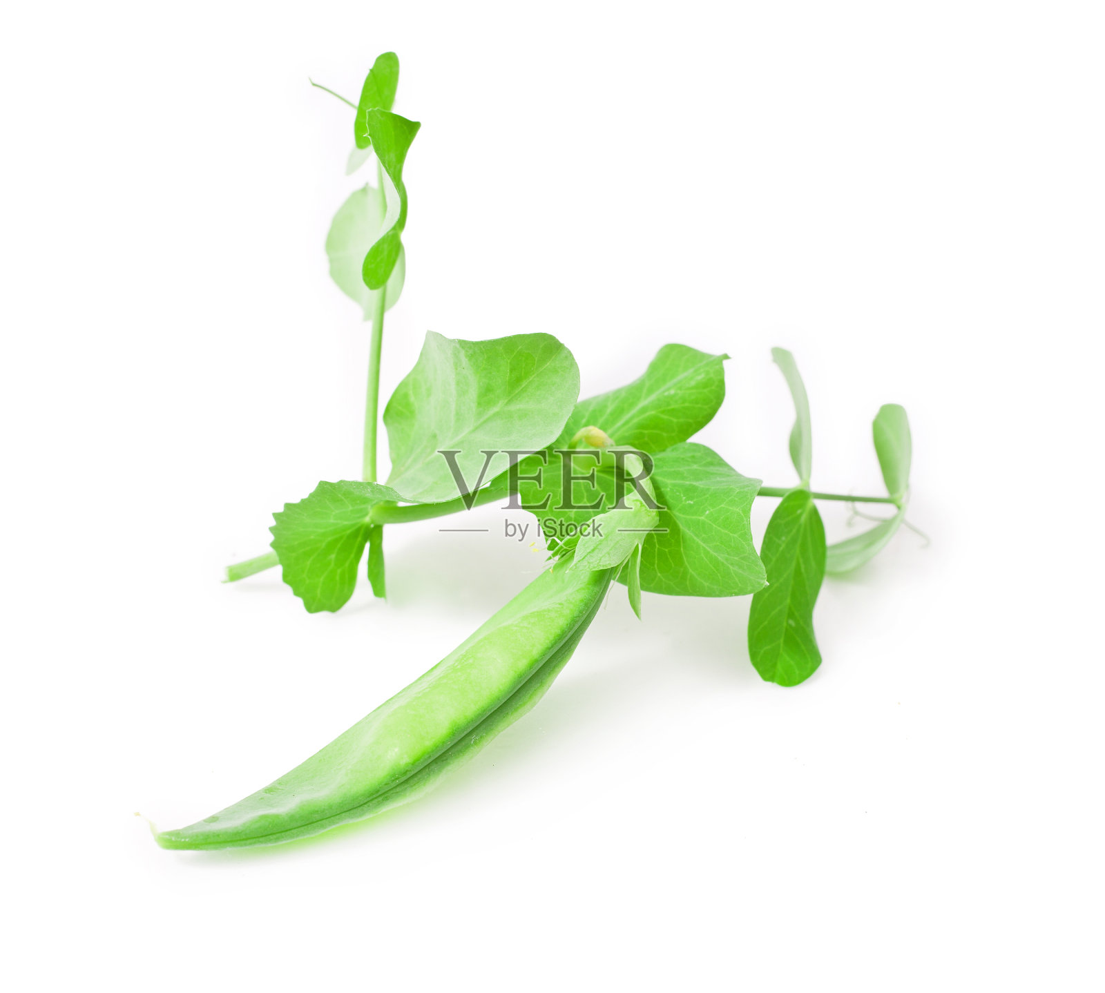 新鲜的豌豆和绿色的叶子照片摄影图片