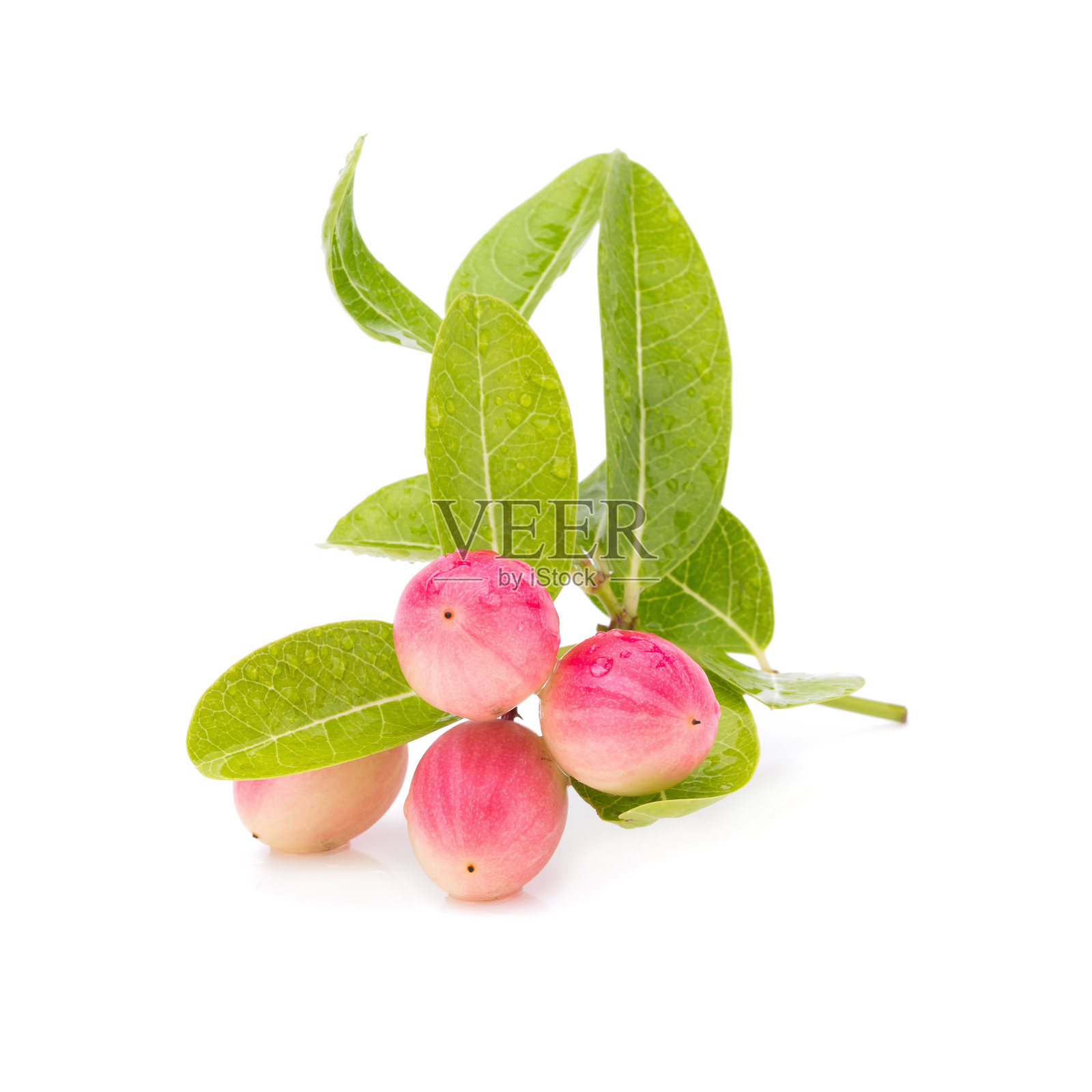 卡隆达或卡隆达在白色背景照片摄影图片