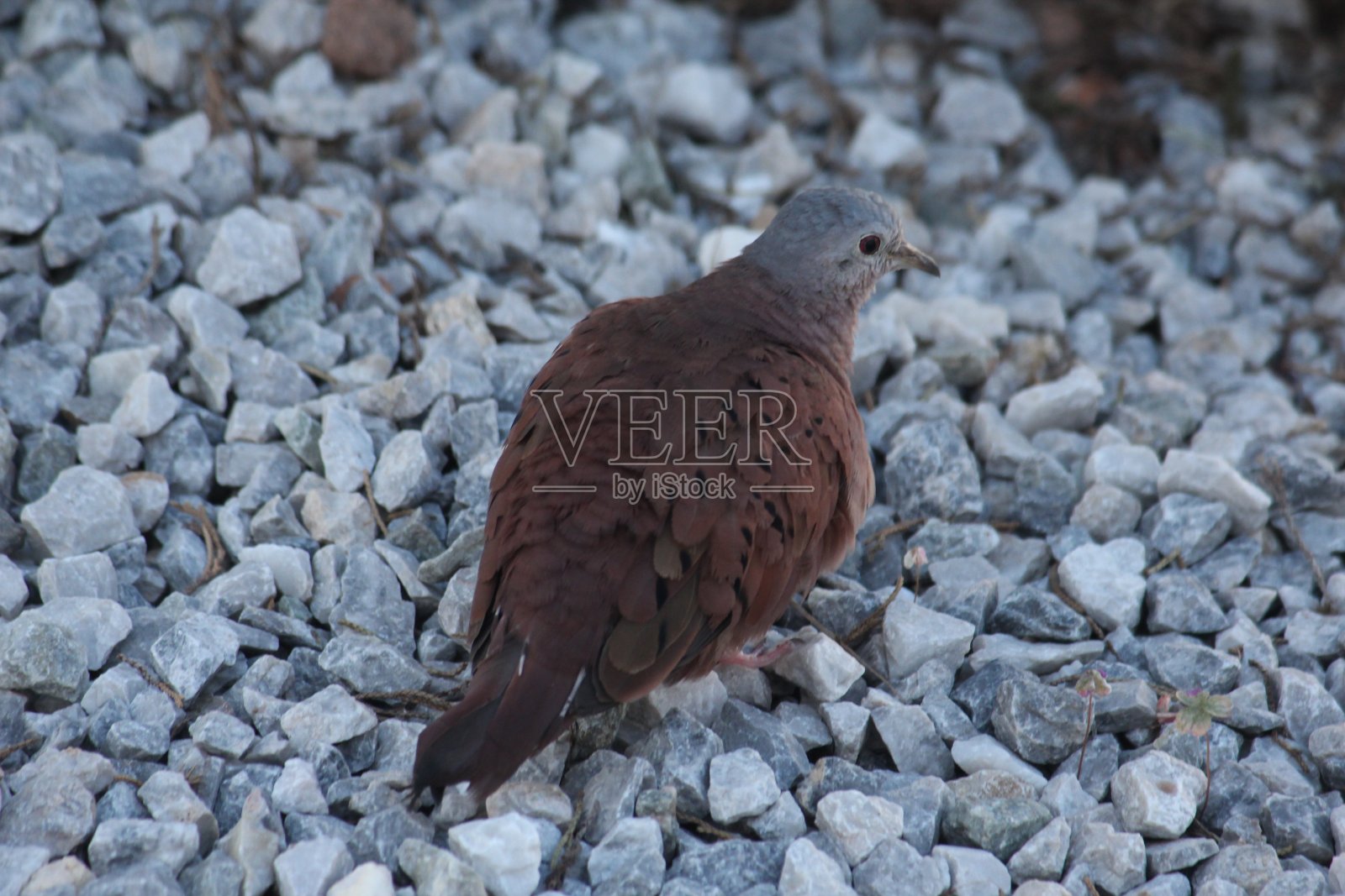 鸟照片摄影图片