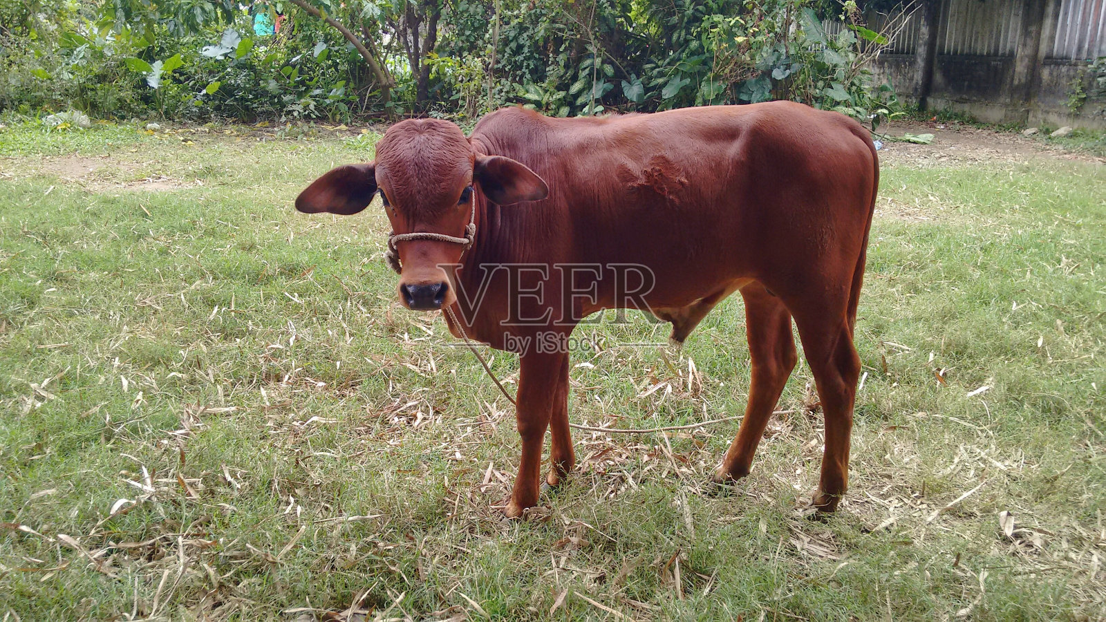 棕色的公牛在绿色的草地上照片摄影图片