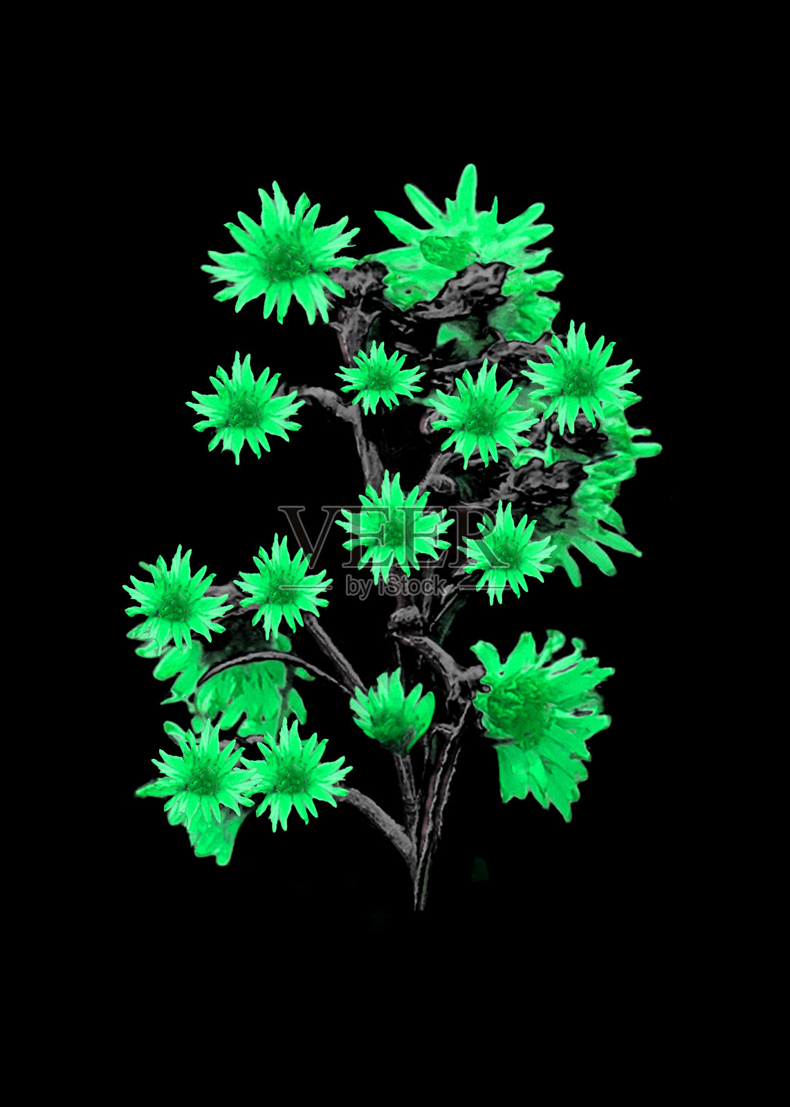 黑上孤花照片摄影图片