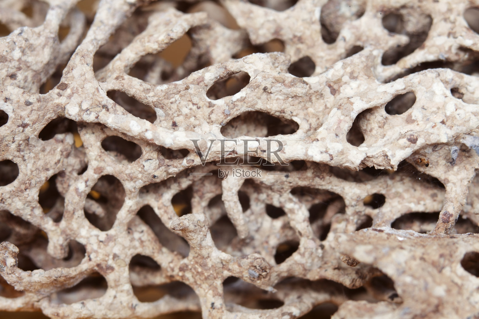 白蚁巢背景的特写。照片摄影图片