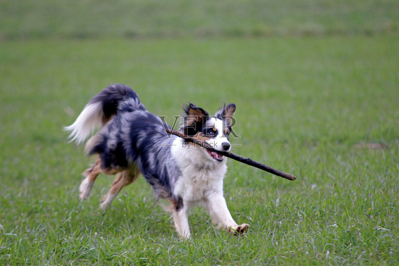 澳大利亚牧羊犬照片摄影图片