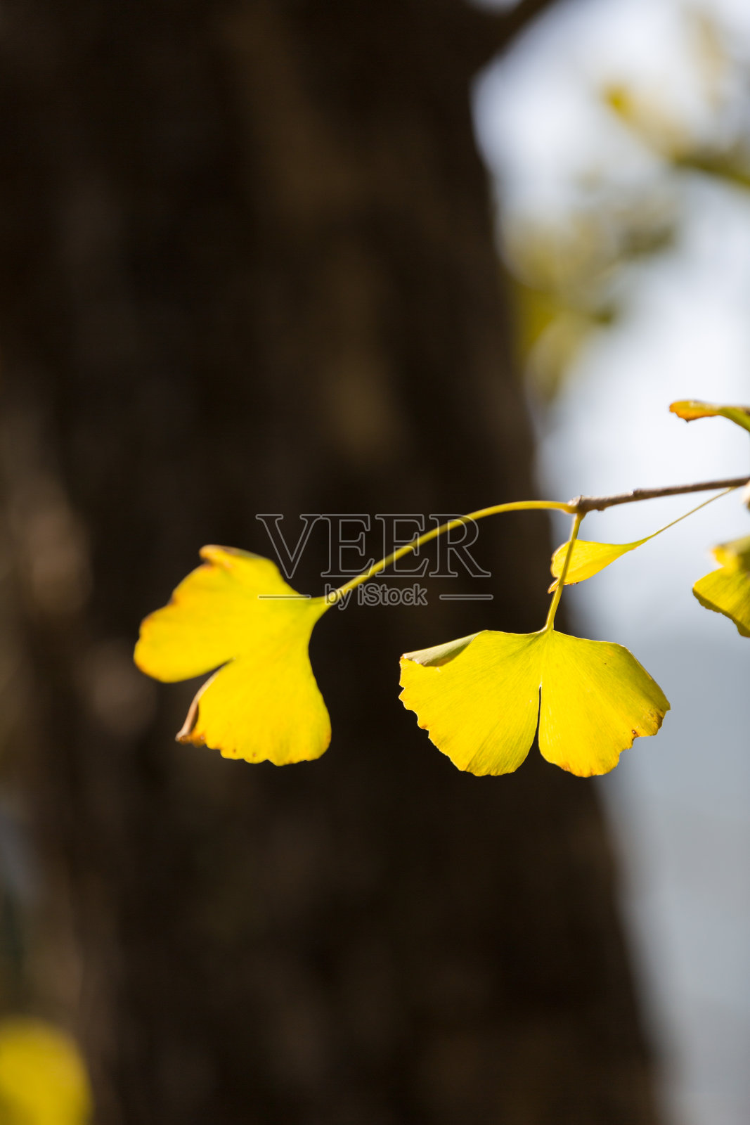 银杏的叶子照片摄影图片
