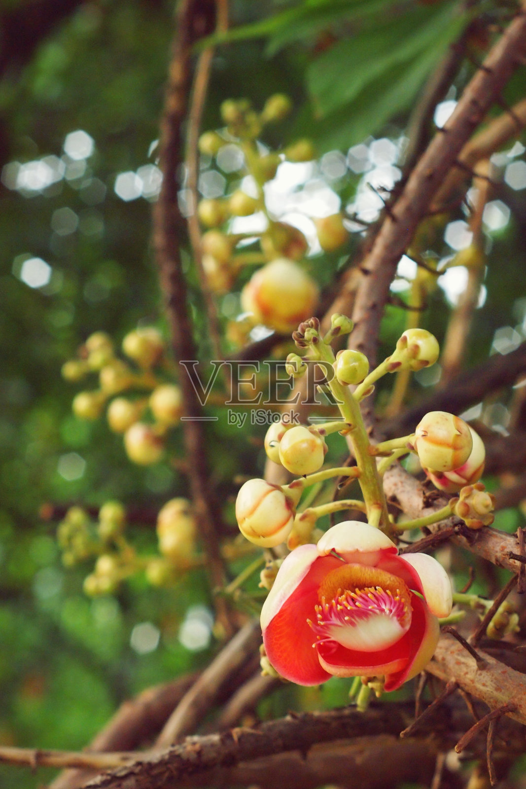 大炮球树， 库鲁皮塔 · 吉亚宁西斯 · 奥布尔照片摄影图片