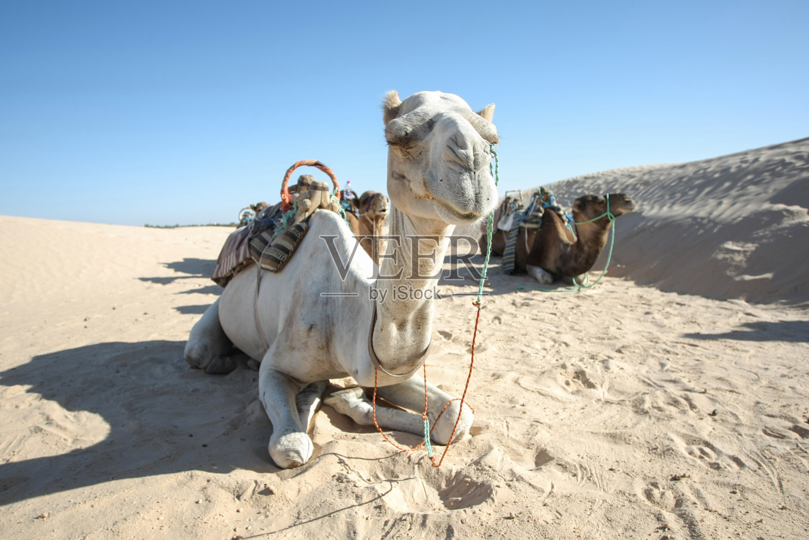 撒哈拉沙漠的骆驼照片摄影图片