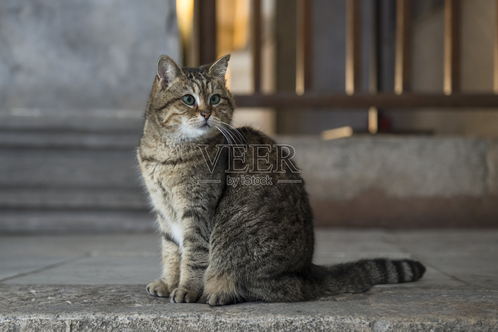 那只猫，在圣索菲亚大教堂被收养的照片摄影图片