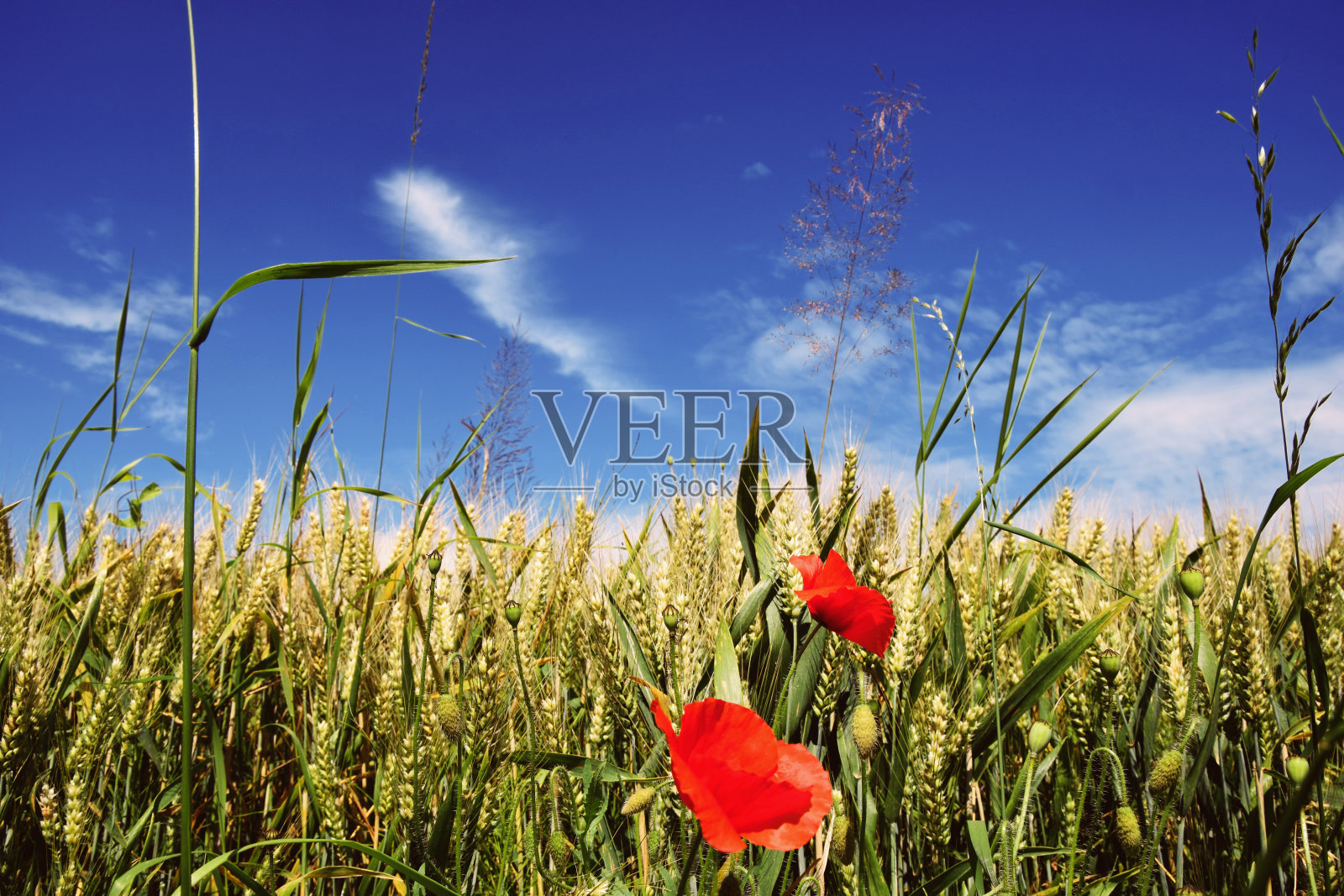 罂粟花照片摄影图片