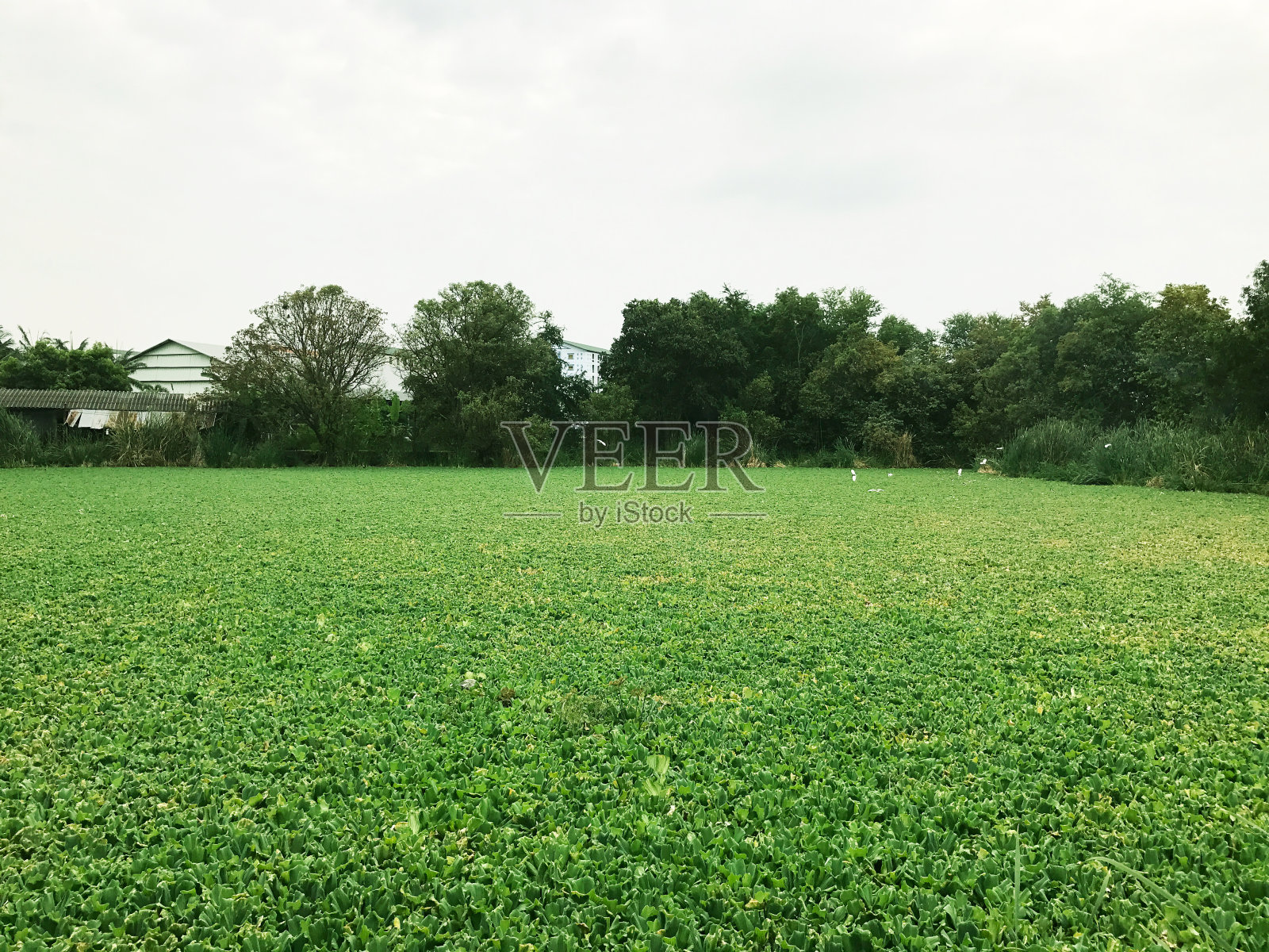 在池塘里产卵照片摄影图片