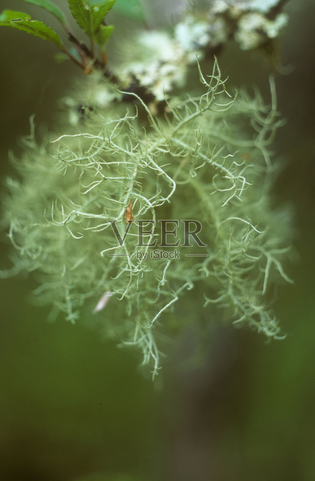 布里尼地衣共同自然保护区照片摄影图片