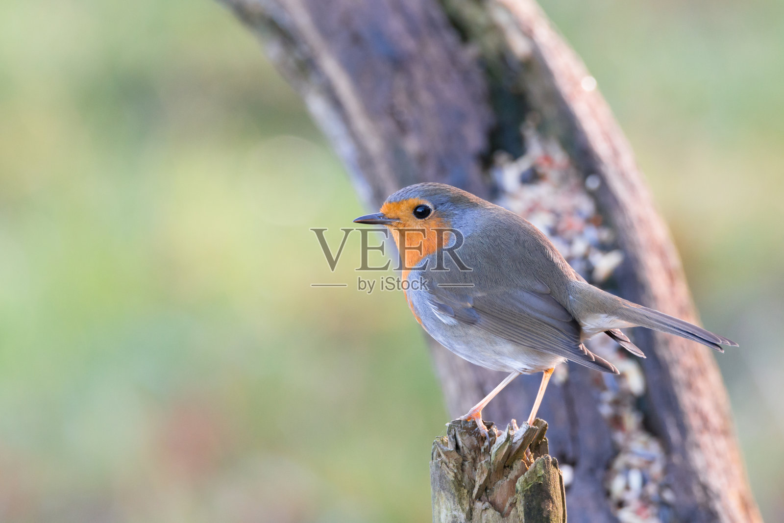罗宾知更鸟照片摄影图片