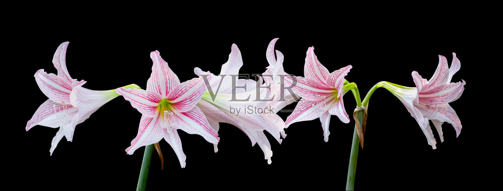 白色粉红色孤挺花，孤立在黑色背景上照片摄影图片