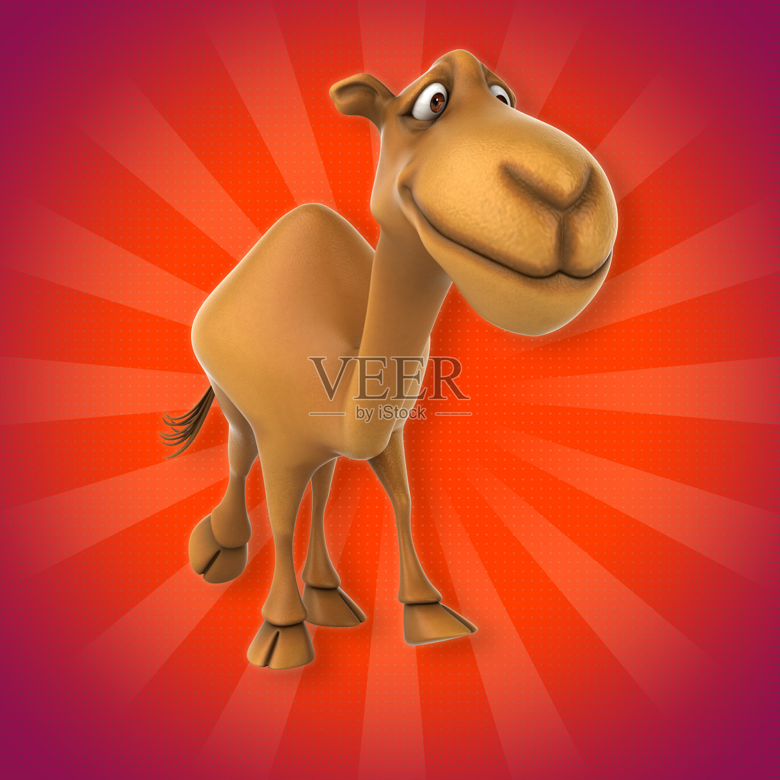 有趣的骆驼照片摄影图片