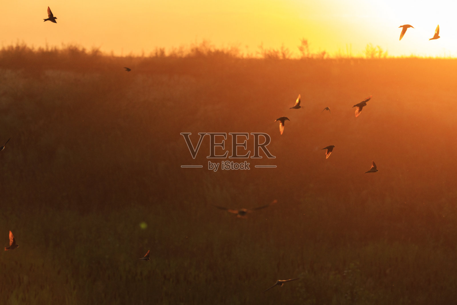 桑夫马丁斯在夕阳的背景下飞翔照片摄影图片