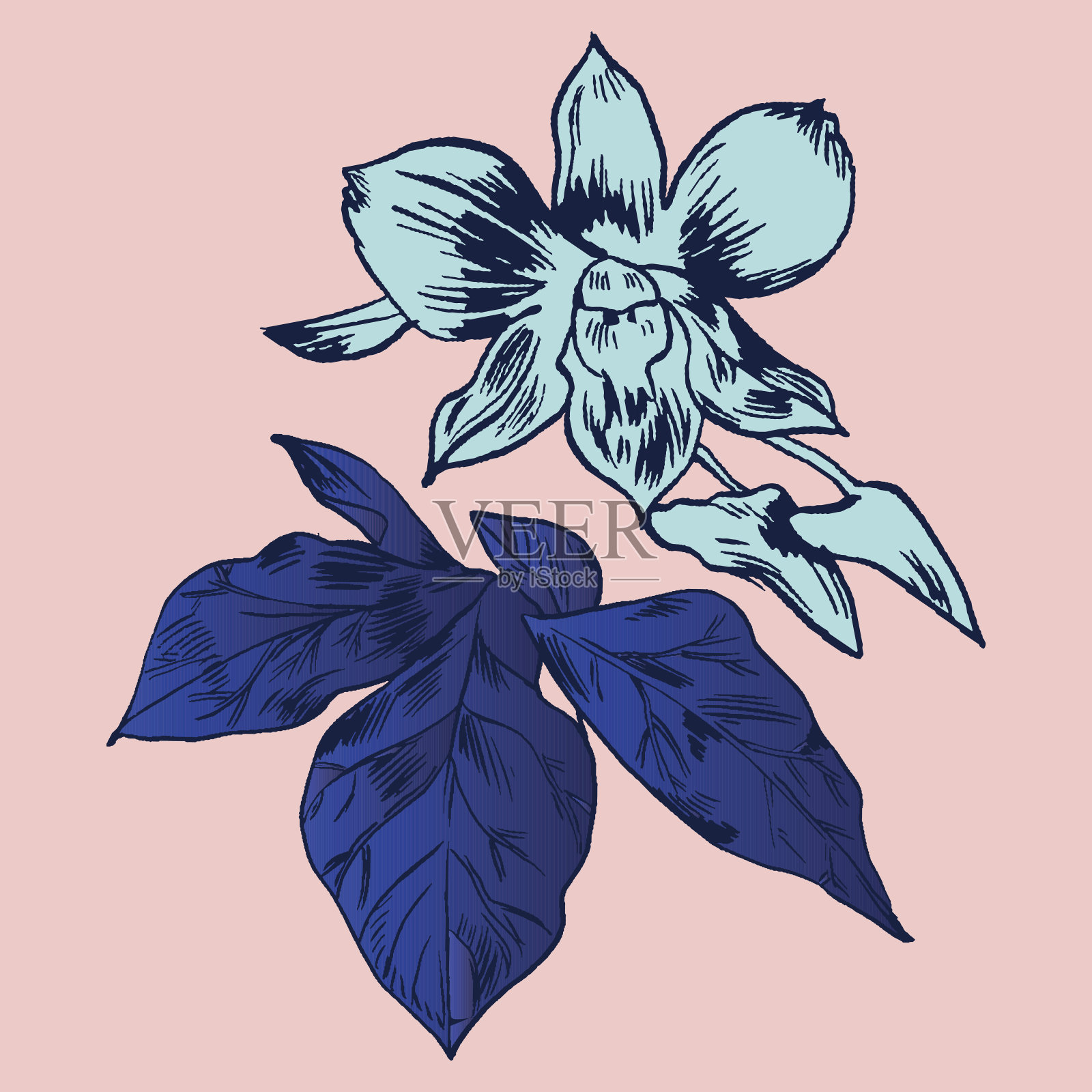 充满异域风情的花朵。植物矢量vintage插图。插画图片素材