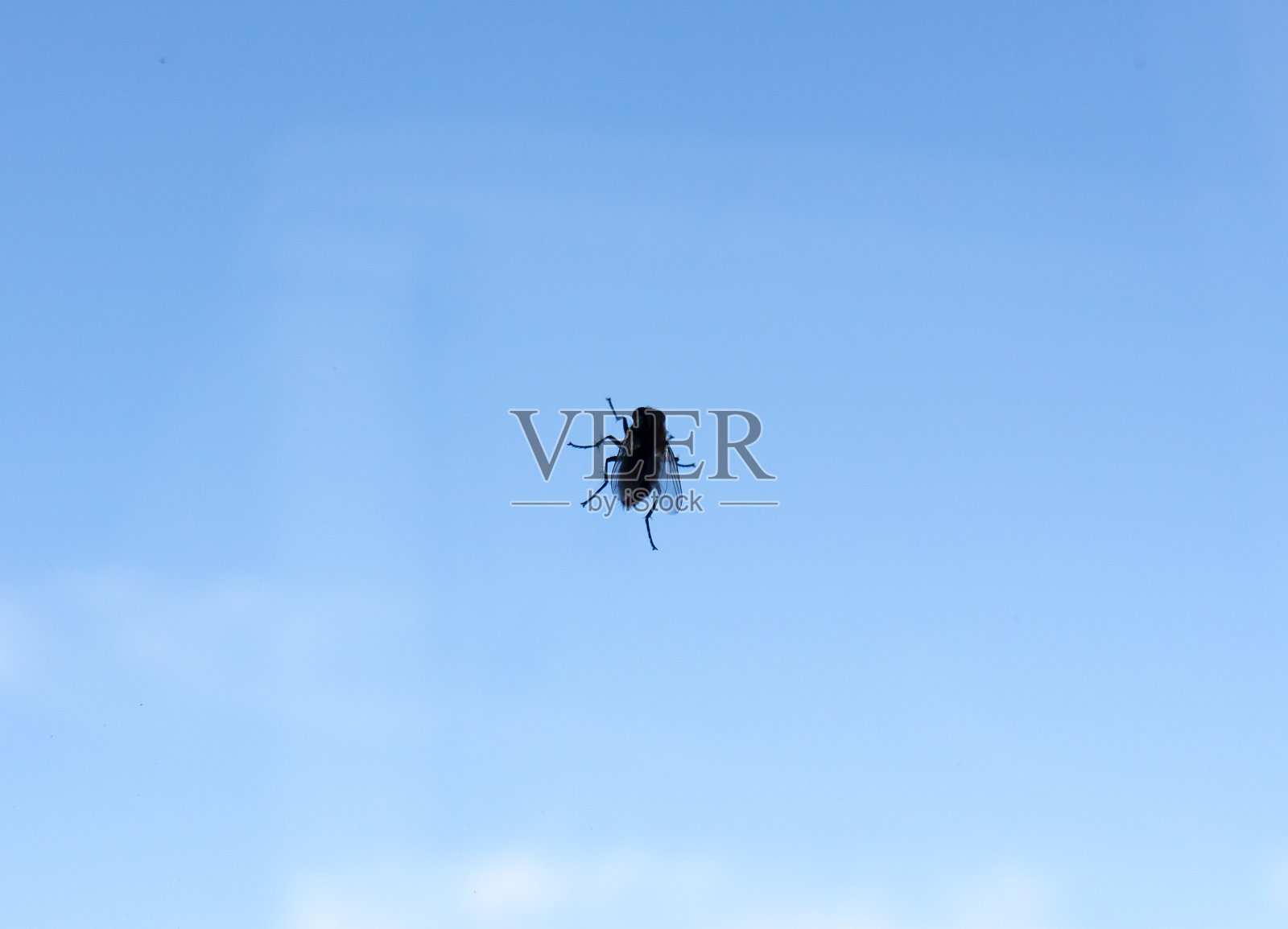 飞。照片摄影图片