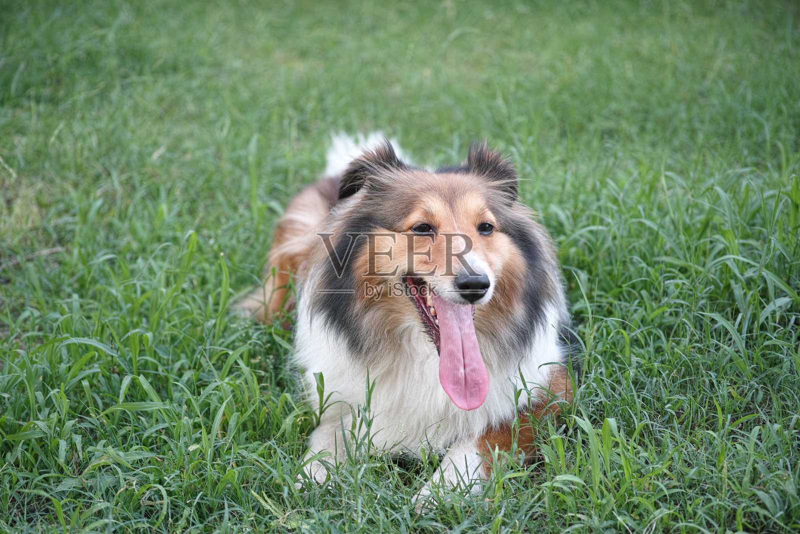 狗，设得兰牧羊犬，牧羊犬照片摄影图片