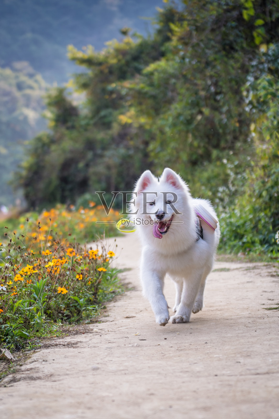 在乡下养一只萨摩耶狗照片摄影图片