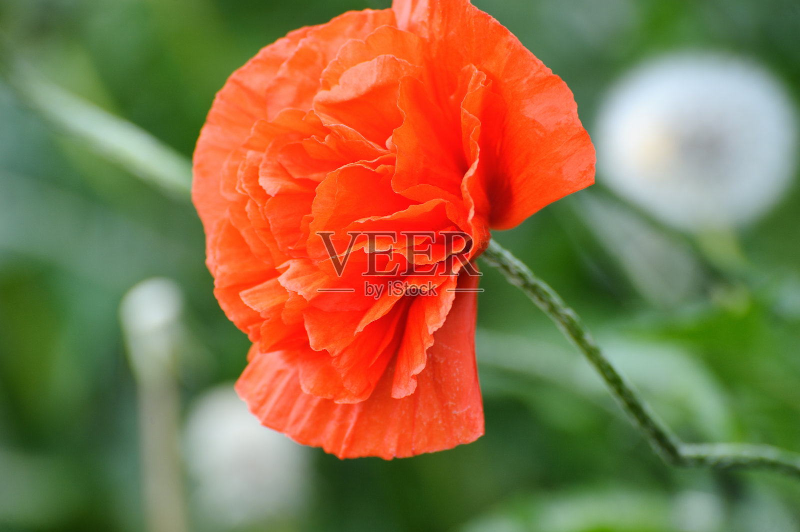 罂粟照片摄影图片