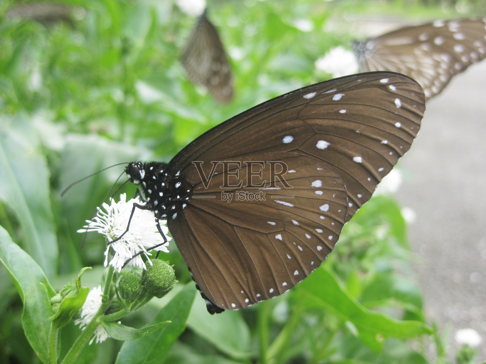 蝴蝶尤尼斯·霍索尼照片摄影图片