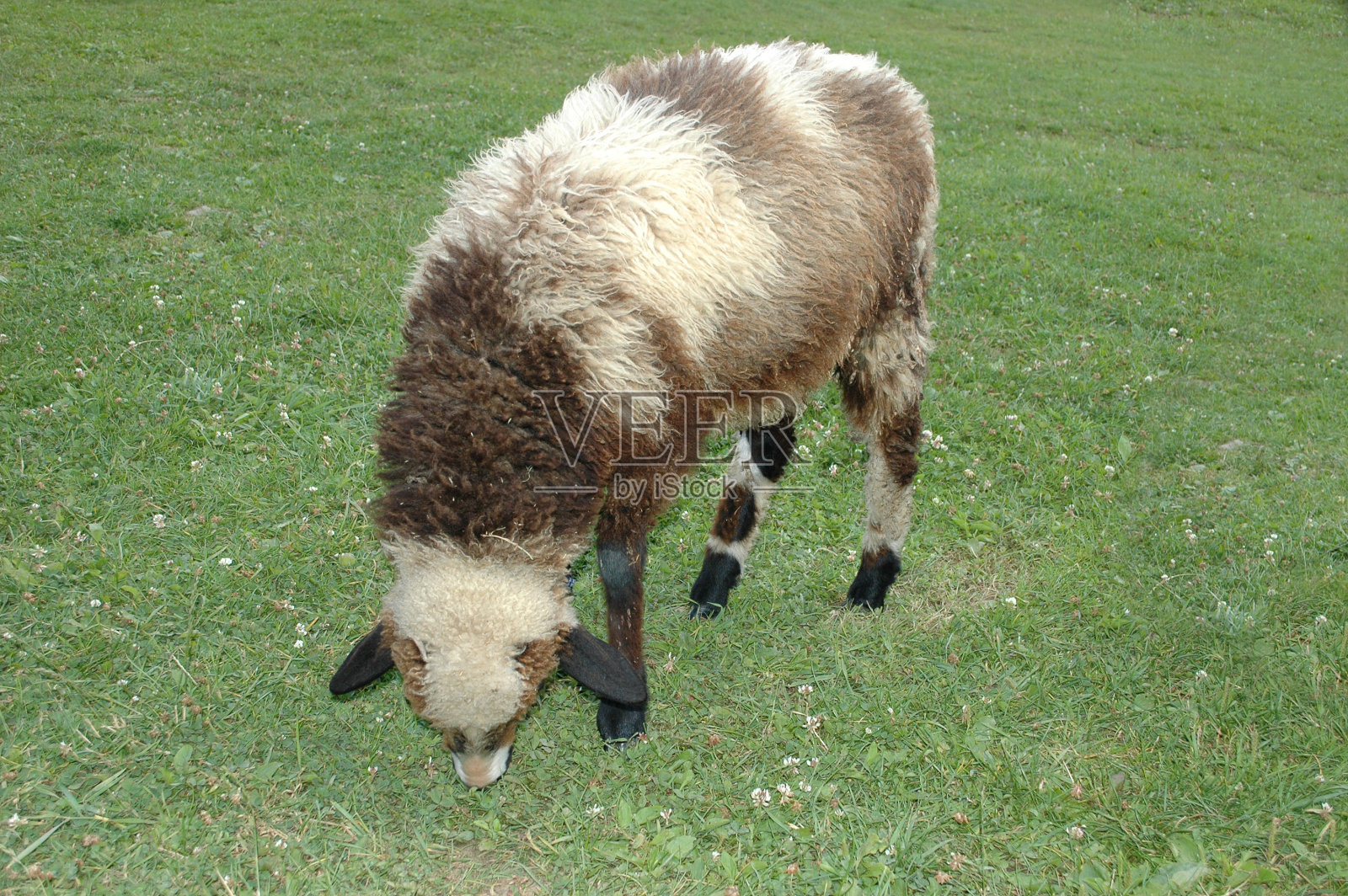 围栏里的羊照片摄影图片