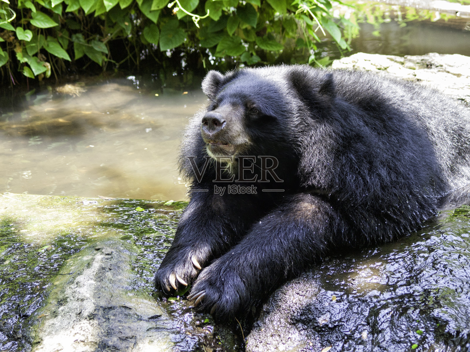 漂亮的熊照片摄影图片