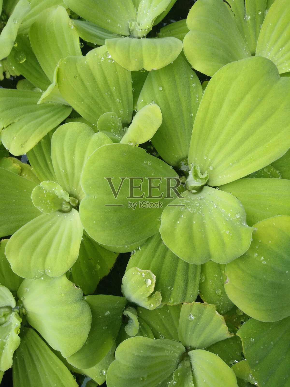 浮萍照片摄影图片